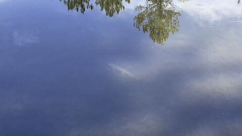 Trout in the lake