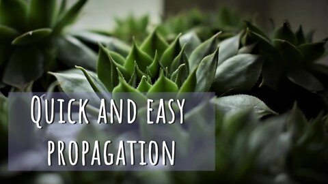 Succulent Propagation: Leaf, Stem Cutting & Division