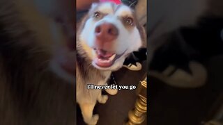 Husky is CrAzY Obsessed