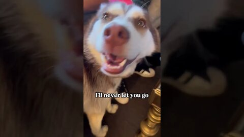 Husky is CrAzY Obsessed