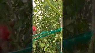 The perfect tomato 🍅 found while harvesting 😲 #tomatoharvest #backyardgarden #gardening