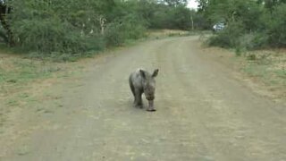 Baby rhino tries to scare off tourists