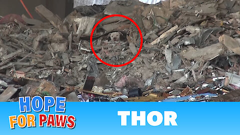 A scared homeless pit bull is found hiding deep in a trash heap. Please share his rescue video.