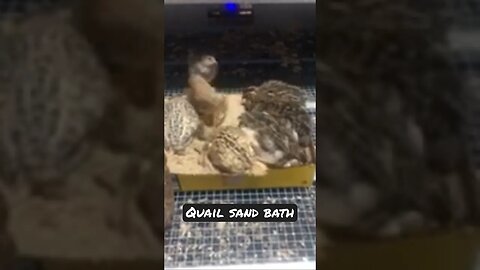 Quail sand bath #quail #quaileggs #quailfarming