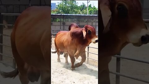 Marshmallow Bull's Dance: Strutting its Stuff with Style #short #reels #cow #bull