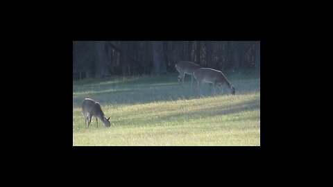 Deer in Chickamauga