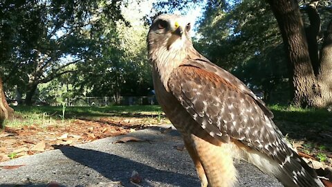 Eye To Eye With Red-Shouldered Hawk