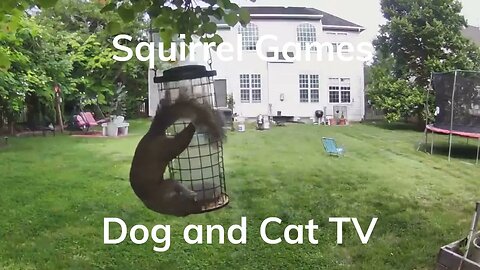 Watch a Squirrel Steal From an Unsuspecting Birdfeeder - You Won't Believe What Happens Next!