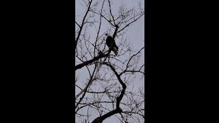 Bald Eagle looking for a meal