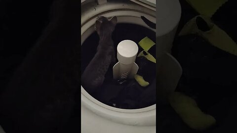 Kittens in the washing machine #cats #kittens