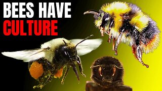 Bees Have Culture