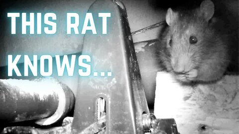 RAT KNOWS THE TRAP ISNT SET??? Explain this!!!