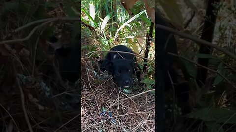 Ketemu Anakan Anjing Lucu di Hutan #shorts