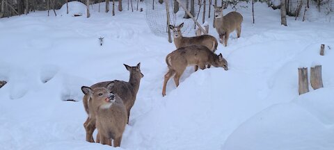 Lots of Deer come out in the snow