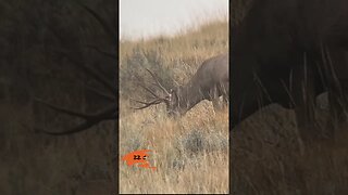 22 Creedmoor vs Mule Deer #shorts