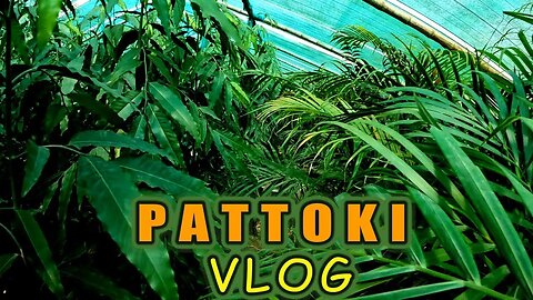 Vlog to Pattoki | Village Daokay Vlog