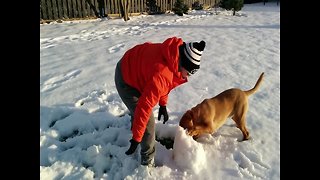 Dog Can't Get Enough of Playing in the Snow!