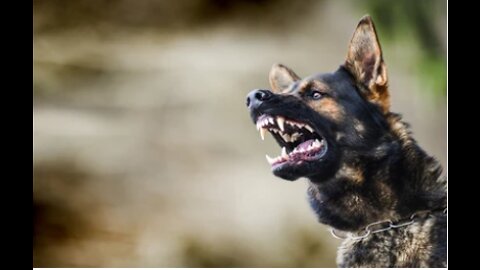 How to Calm Aggressive Dogs Instantly With Few Simple tricks