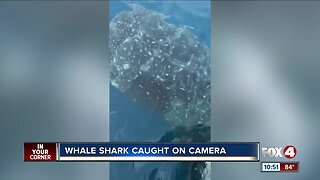 Whale Shark Caught on Camera