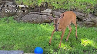 Wild female deer plays with beach ball
