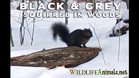 Black & Grey Squirrel at edge of Woods - Winter - Day - #TrailCamProject - WildlifeAnimals.net