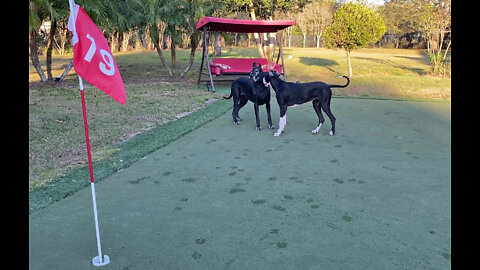 Great Dane & Puppy Enjoy Putting Green & Pool Zoomie Fun