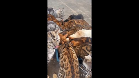 How Much Cats