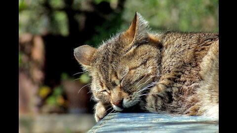 Sleppy cute cat RELAX......