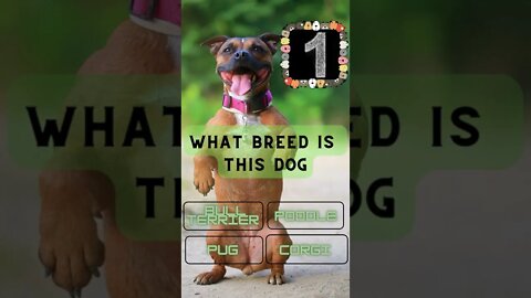 Dog Breed Quiz #1 do you think you can get it right? #shorts