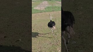 Ostrich doesn't like the drone following it #shorts