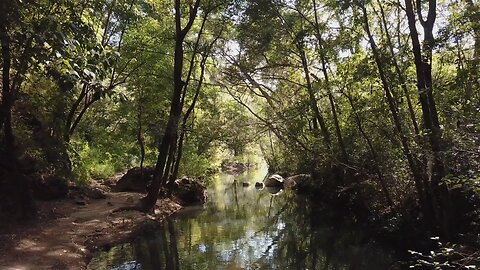 Forest stream in the sunlight!drone footage moving backward over a river in a forest