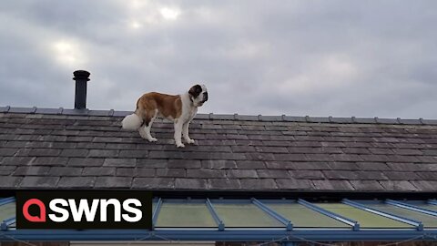 A family noticed their dog was missing – to find him wandering round on the ROOF