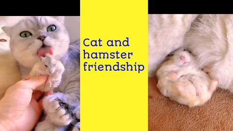 Cat love with hamster 🐹 | friendship | Cat, hamster,