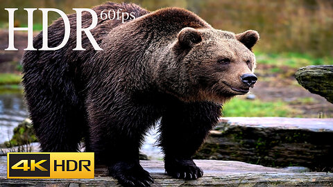 BEAR 4k HDR 60fps Video WITH RELEXING MUSIC/ BEAUTIFUL ANIMALS HDR VIDEO
