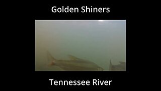 Shiners and Baitfish in the River