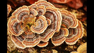 Turkey Tail Mushroom