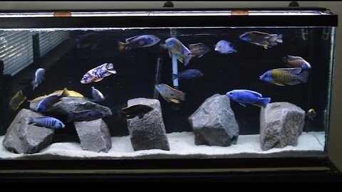 Epic African Cichlid Aquarium With New ROCK