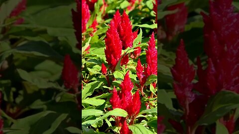 CELOSIA: Texture and color for your garden borders or beds