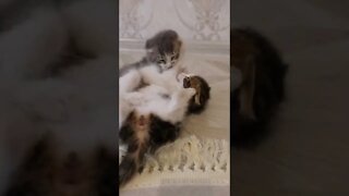 Смешные маленькие котята играют.