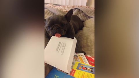 "French Bulldog Licks The Stamps For Postage"