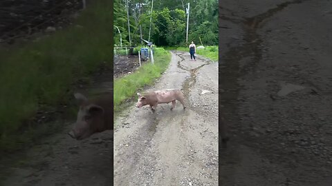 Things don’t always go as planned when you’re raising pigs…