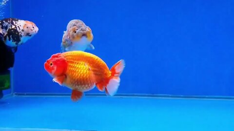 Big Giant Oranda Goldfish-9