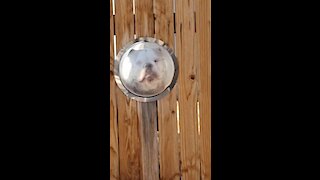 Check Out This Bulldog Looking Out Of His Personal Bubble Window