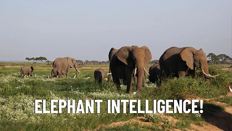 The 7 Behaviors That Prove Elephants Are Incredibly Smart!