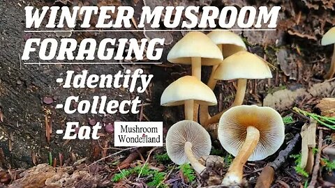 Winter Mushroom Forage- I.D., Collect, Eat!