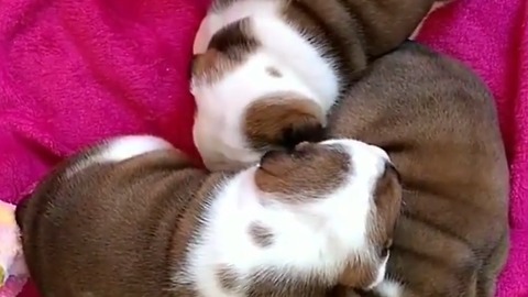cute puppy dogs caught on camera