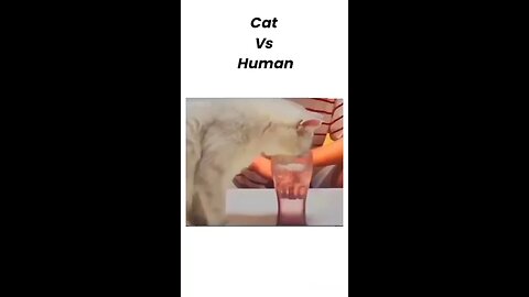 cat vs human