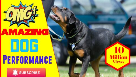 Amazing Dog Performance In Italy 🐶 🐶 🐶 #dogtraining