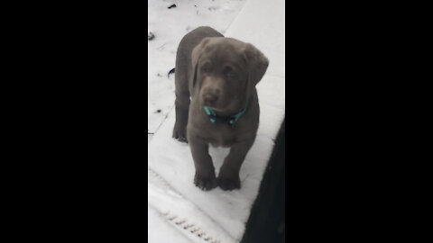 Puppy's First Snowfall!