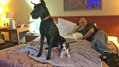Great Dane and puppy relax in pet friendly hotel